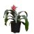 aechmea fasciata (bromeliads)