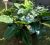 Imperial green philodendron
